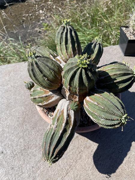 Euphorbia alte Gruppe